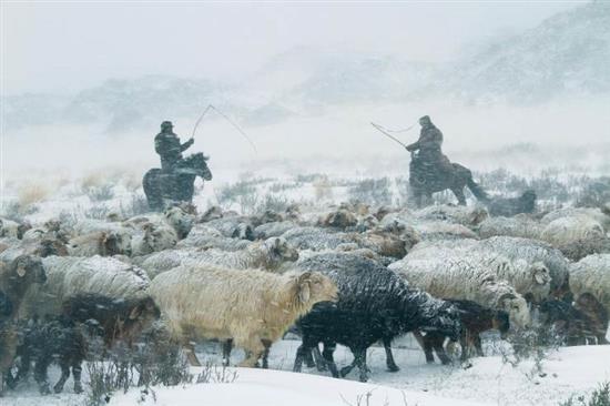新疆阿泰勒 冬牧场